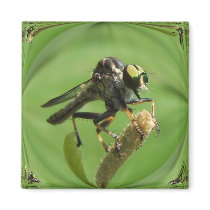 Robber Fly 5 ~ mag magnets