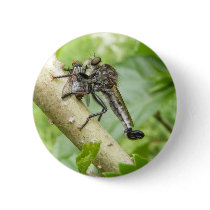 Robber fly w/Snack ~ button