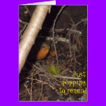 Robin (1) cards