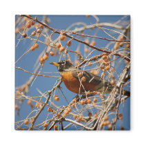 Robin Among Berries magnets