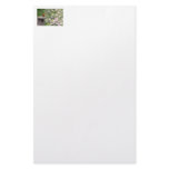 Robin and Wild Roses Photo Stationery Paper
