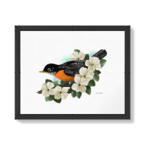 Robin Art Print