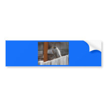 robin bumper sticker