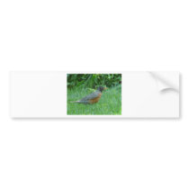 robin bumper sticker