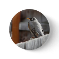 robin pinback buttons