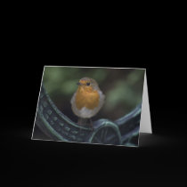 Robin cards