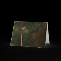 Robin cards