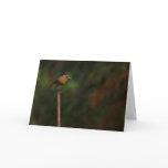 Robin