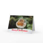 Robin Christmas Card