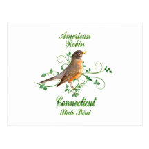 Robin Connecticut State Bird Post Card