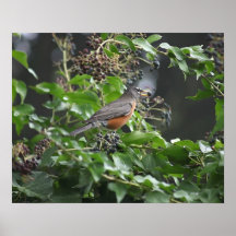 robin eating berries poster