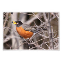 Robin Eating Photo Print - No Border