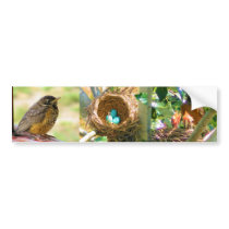 Robin Eggs from a backyard tree bumper stickers