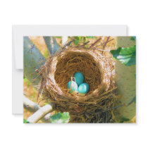 Robin Eggs from a backyard tree invitations