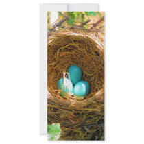 Robin Eggs from a backyard tree rack cards