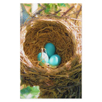 Robin Eggs from a backyard tree stationery