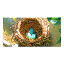 Robin Eggs in a Backyard Tree Nest Custom Photo Card