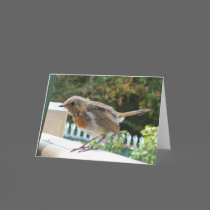 Robin Greetings Card cards