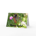 Robin, Happy Easter cards by dennyph Robin, Happy Easter cards