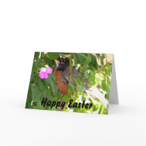 Robin, Happy Easter cards by dennyph Robin, Happy Easter cards