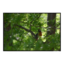 Robin In a Locus Tree posters