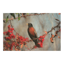 Robin in Brazilian Pepper Tree posters