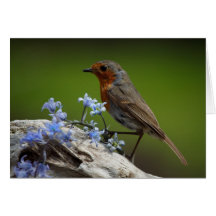 Robin in Spring Card