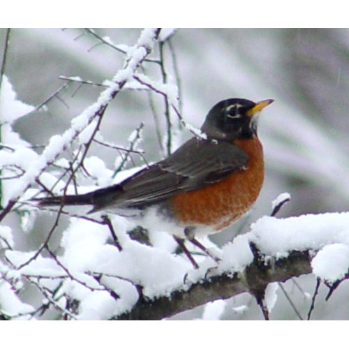 Robin in the Snow - Bird Mousepad mousepad
