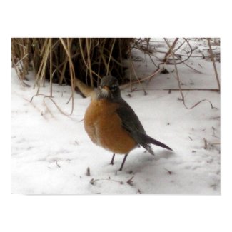Robin in the Snow print
