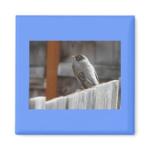 robin magnet