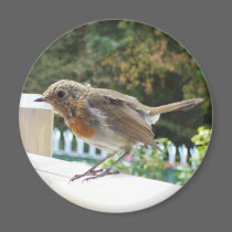 Robin Magnet magnets
