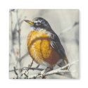 Robin magnets by amwesley Robin magnets