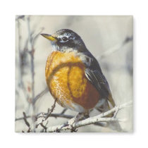 Robin magnets by amwesley Robin magnets
