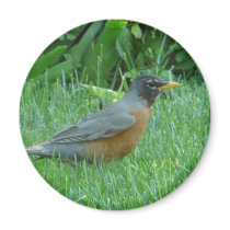 robin fridge magnets
