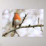 Robin Melody Print