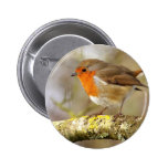 Robin on Branch Pinback Buttons
