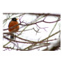 Robin on canvas