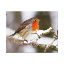 Robin on Snowy Branch Stretched Canvas Prints