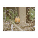 Robin On Snowy Juniper postcards