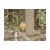 Robin On Snowy Juniper postcards by StormShooter Robin On Snowy Juniper postcards
