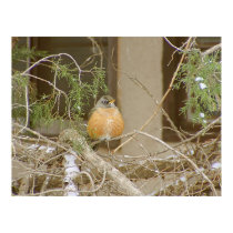 Robin On Snowy Juniper posters