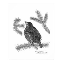 Robin Pen and Ink Drawing posters