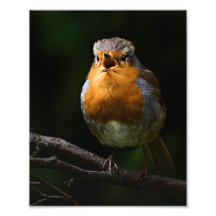 Robin Photo 1