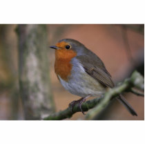 Robin photo cut outs