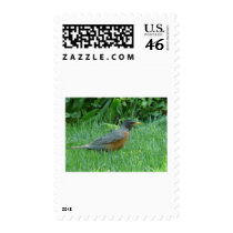robin stamp