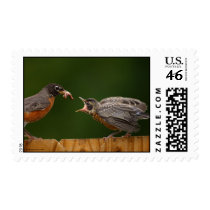 Robin postage