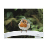 Robin Postcard