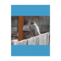 robin post card