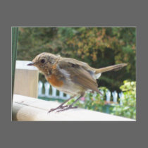 Robin Postcard postcards