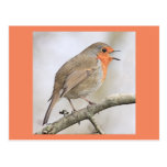 Robin Postcards